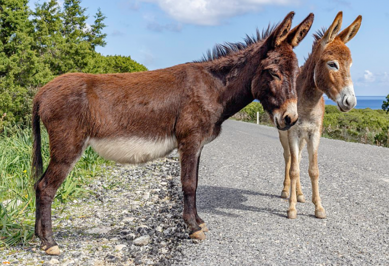 President Trump Poised to Ride a Democratic Donkey to Victory.