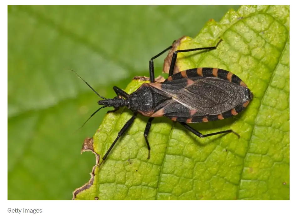 Triatomine bug