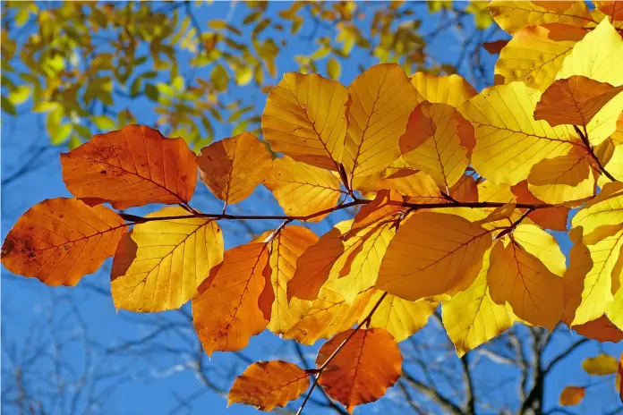 Fall Foliage