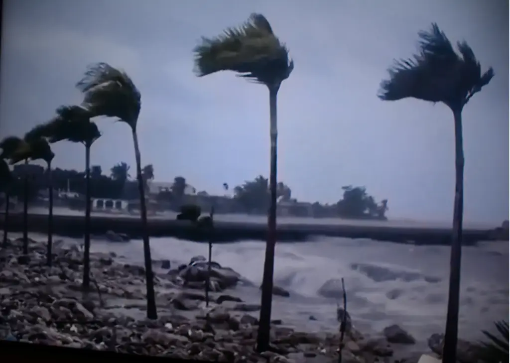 Hurricane melissa palm trees swaying - media corp usa Hurricane Melissa Winds Blowing Palm Trees In Jamaica