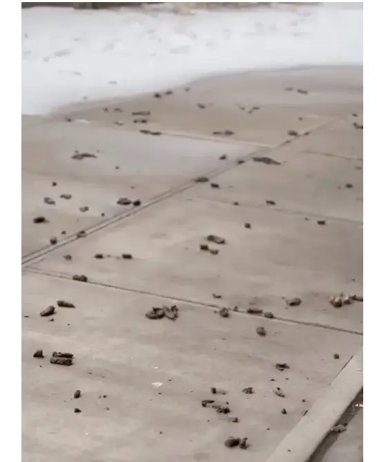 Dog Poop On Side Walk