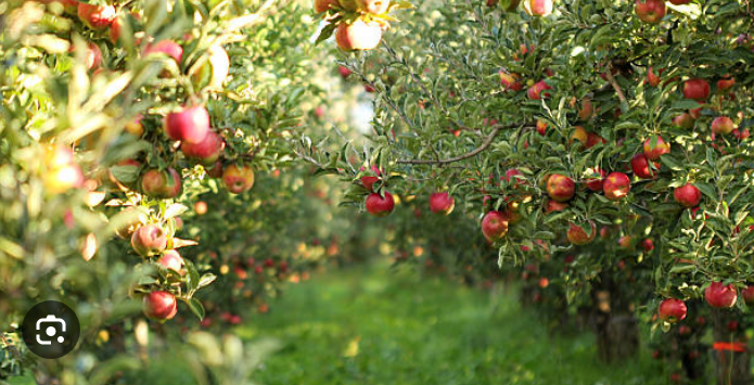 All Fruit Orchard